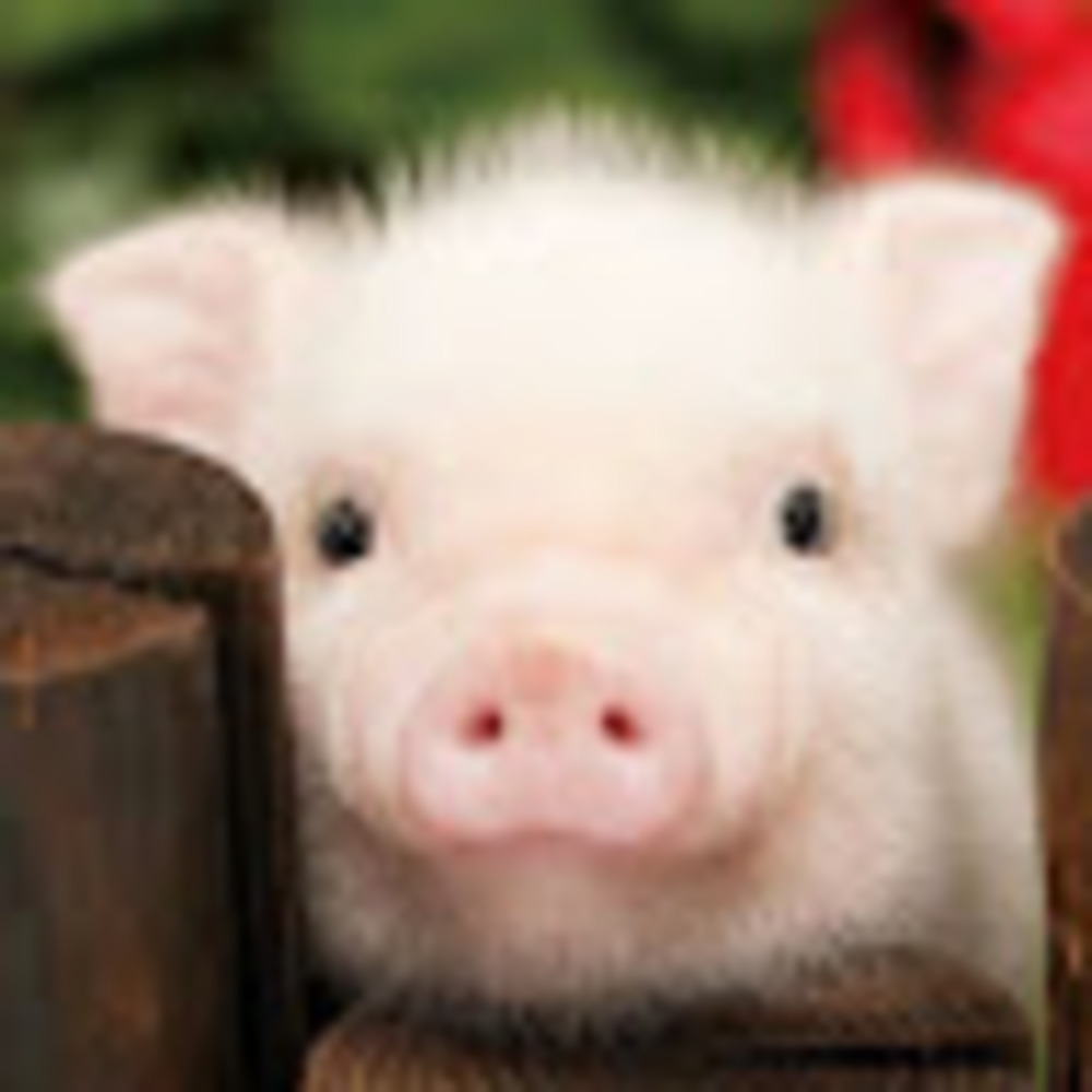Meet your Posher, Pinkpeachfuzz